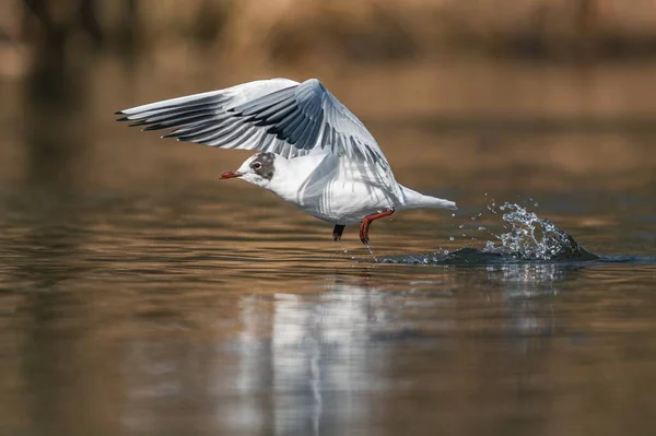 Pájaro Vuela Agua — Foto de Stock