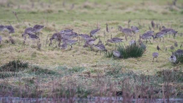 Black Tailed Godwit Limosa Limosa Flight Environment Dawn — Stock Video