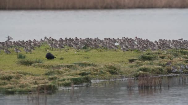 Godwit Cola Negra Hábitat Natural — Vídeo de stock