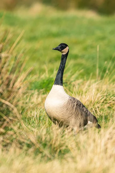 Gansos Canadá Ganso Canadá Branta Canadensis Hábitat —  Fotos de Stock