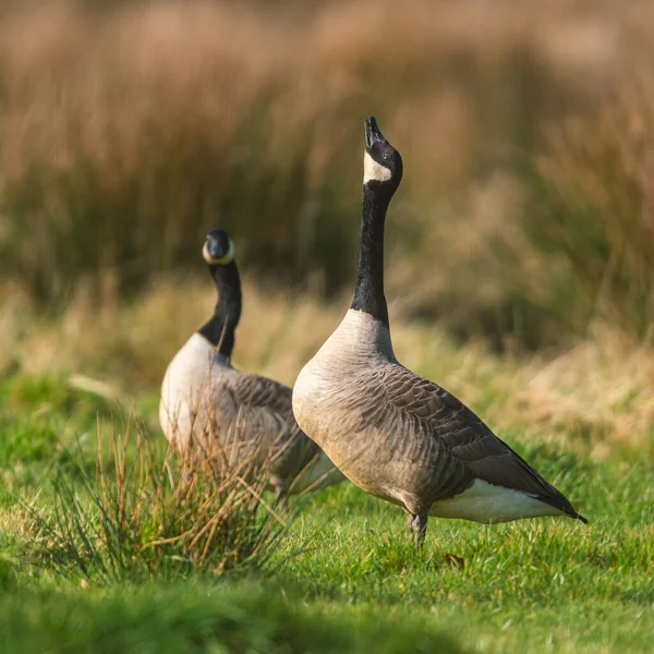 Kanada Gęsi Kanada Gęsi Branta Canadensis Siedlisku — Zdjęcie stockowe