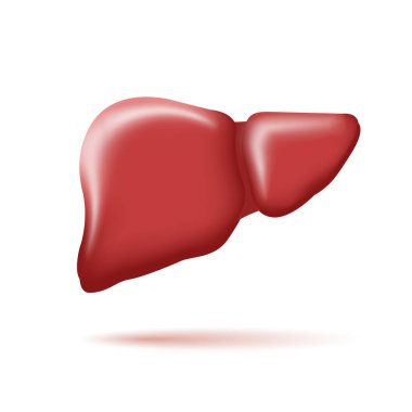 İnsan karaciğerinin 3 boyutlu çizimi, biçimlendirilmiş grafik ögesi