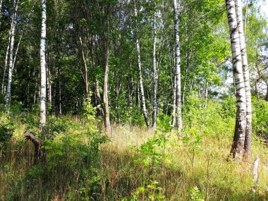 Yazın, öğleden sonra Birch Ormanı. Tepedeki Birch Ormanı. Yokuş yukarı Birch Ormanı