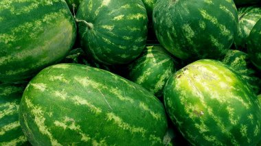 Bir grup yeşil karpuz. Kapalı karpuz dokusu. Taze karpuz demeti. Taze karpuzlar