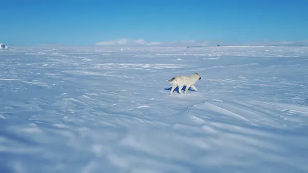 Wolf Dog Tundra Frozen Sea Lupo Che Cammina Vista Posteriore — Foto Stock