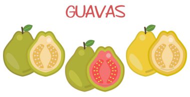 Guava Meyve Vektörü Simgesi Ayarlandı. Yeşil Guava ve Sarı Guava. Taze tatlı meyveler. Guava Resimleri Beyaz Arkaplanda