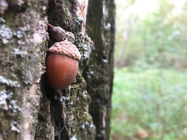 Yosunlu bir kütüğün üzerindeki bulanık ormandaki bir meşe palamudunun yakın görüntüsü