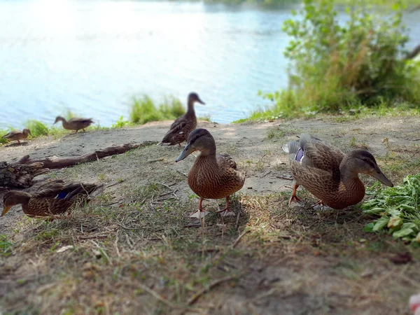 Grupo Patos Hembra Marrones Cerca Río Verano Por Tarde — Foto de Stock