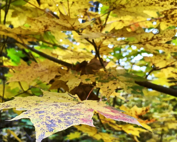 Ahornzweig Mit Gelben Blättern Herbst — Stockfoto