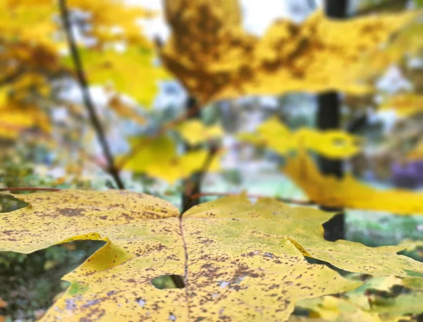 Nahaufnahme Von Yellow Maple Leaf Herbst Mit Verschwommenem Hintergrund Einem — Stockfoto