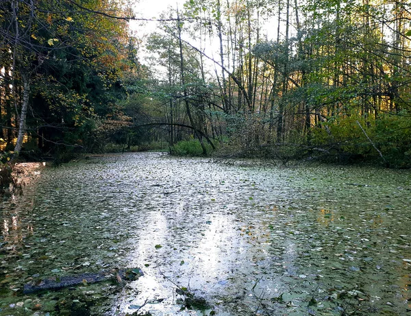 Green Swamp European Forest Beginning Autumn Afternoon — Stock Photo, Image