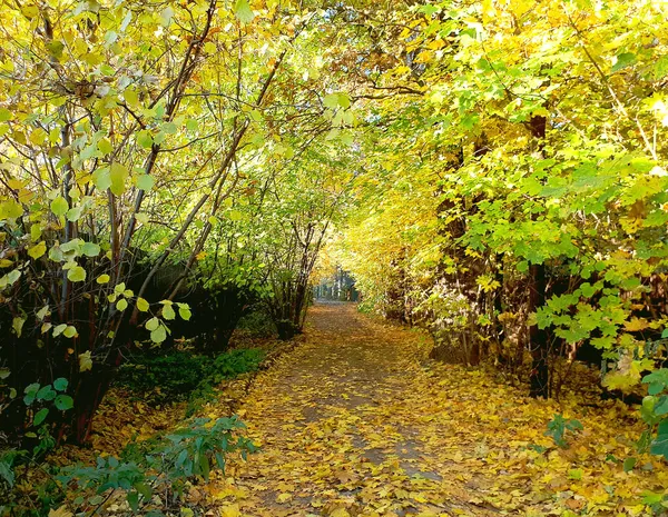 Žluté Zelené Podzimní Listí Lesní Cestě Podzim — Stock fotografie