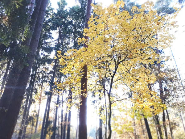 Javorový Strom Žlutými Listy Borovicovém Lese Podzim Pohled Zdola — Stock fotografie