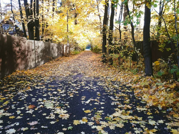 Herbstliche Ahornblätter Einem Wohngebiet Unterwegs — Stockfoto