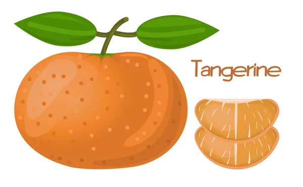 Taze Mandalina Mandarin Portakal Meyvesi Mandarin Vektör Llüzyonu Mandalina Çizgi — Stok Vektör