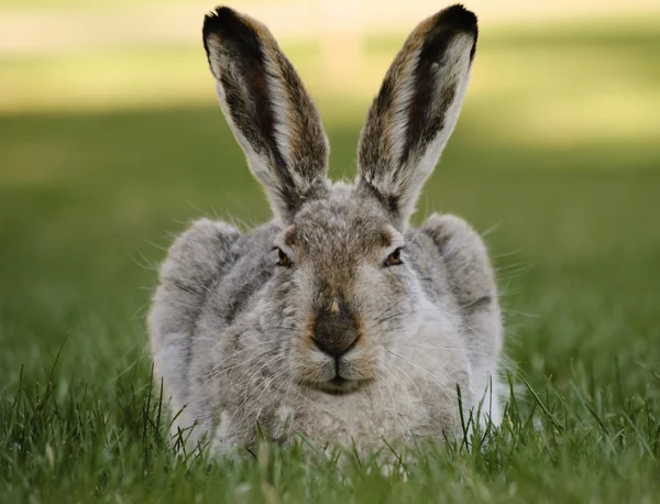 A tavaszi jackrabbit — Stock Fotó