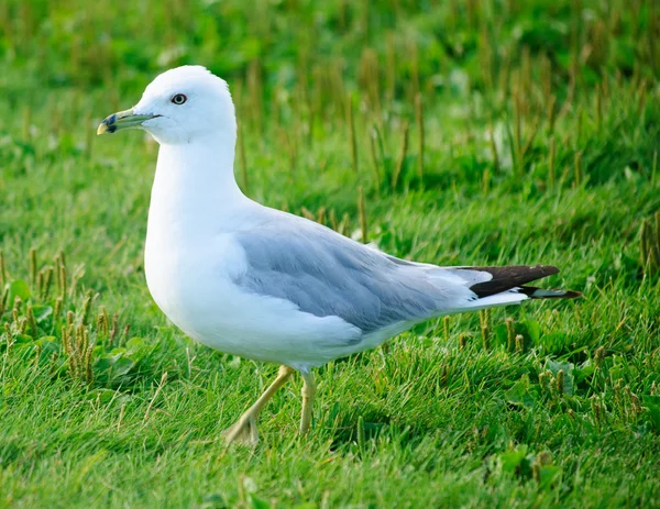 Sea gull hawrelak Park edmonton, alberta, Kanada