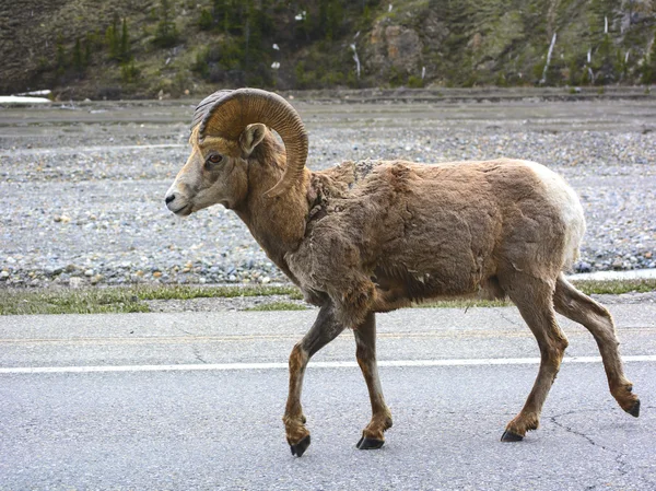 Big horn ovce ram v národním parku jasper, alberta — Stock fotografie