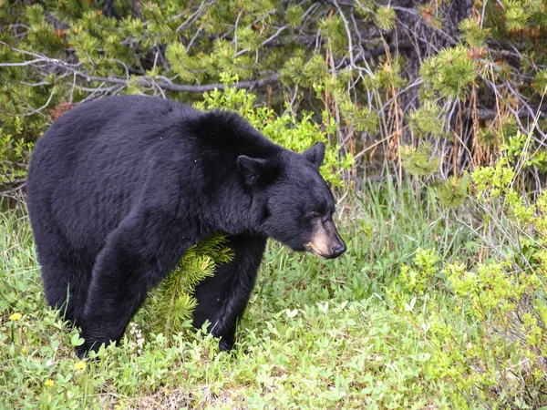 Jasper Ulusal Parkı 'nda Kara Ayı, Alberta, Kanada