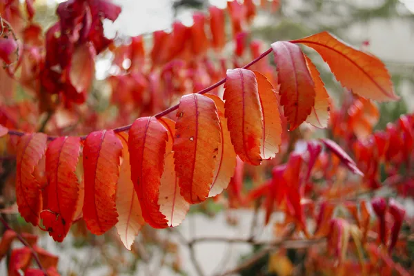 Kırmızı ve turuncu yaprakları sonbaharda