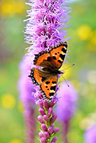 Petit papillon en écaille assis sur une fleur violette Images De Stock Libres De Droits