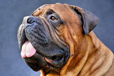 saf bred bullmastiff köpek portre yakın koyu arka plan üzerinde