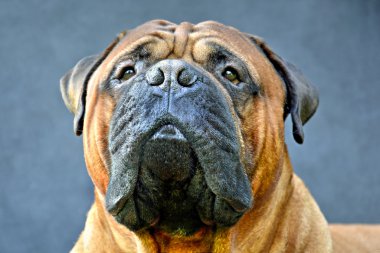 saf bred bullmastiff köpek portre yakın koyu arka plan üzerinde