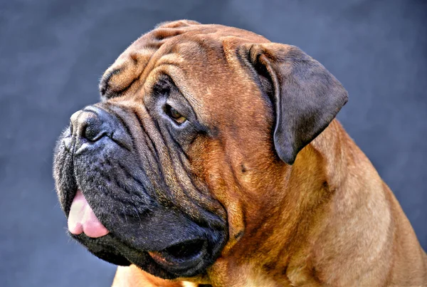Czysty spłodzony Bullmastif pies portret zbliżenie na ciemnym tle — Zdjęcie stockowe