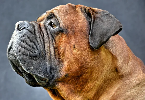 Portrait de chien bullmastiff pure race gros plan sur fond sombre — Photo