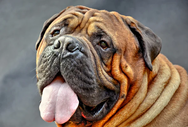 Cernuscazuivere gefokte bullmastiff hond portret close-up op donkere achtergrond — Stockfoto