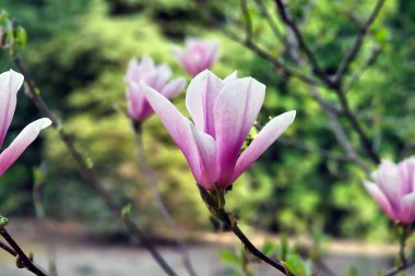 Pembe manolya çiçeği, doğal bulanık arkaplanda yakın plan.