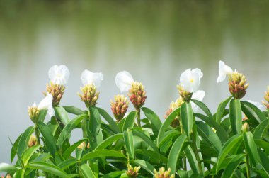 Bulanık arkaplanda beyaz çiçek grubu.