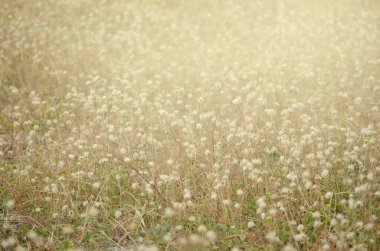 Sabah beyaz çiçek çayırı grubu yumuşak tonda arka planda.