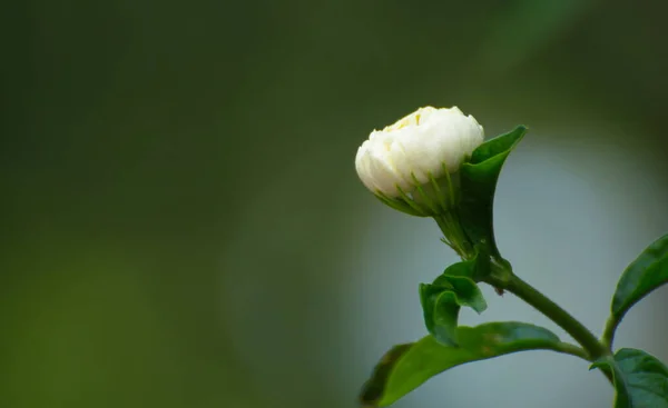 Botões Jasmim Branco Fundo Verde Liso Flores Perfumadas — Fotografia de Stock