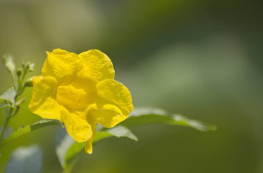 Yeşil pürüzsüz arkaplanda parlak sarı çiçek.