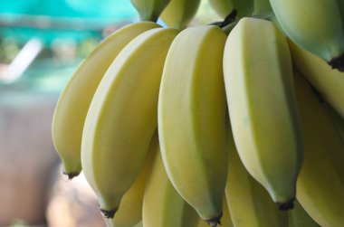 Bulanık bokeh arkaplanda ekilmiş muzları kapat.