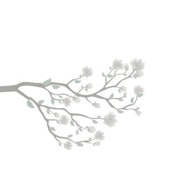 Branch soft gray flower isolated on white background.