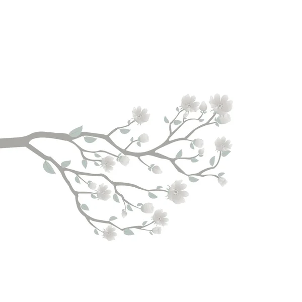 Větev Měkké Šedé Květy Izolované Bílém Pozadí — Stockový vektor