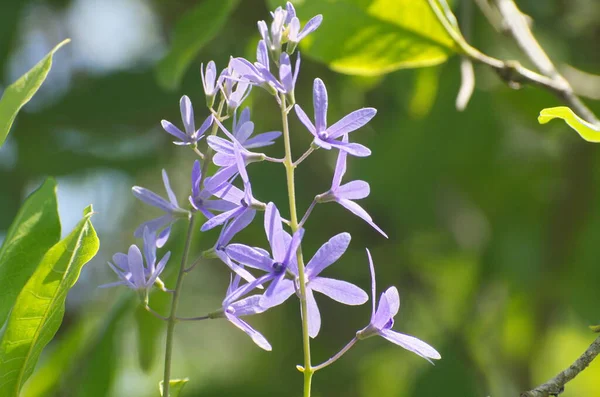 Doğa arka planında menekşe çiçeğinin yan görüntüsü.