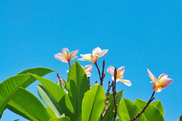 Side Close White Pink Plumeria Clean Blue Sky Background — Stock Photo, Image