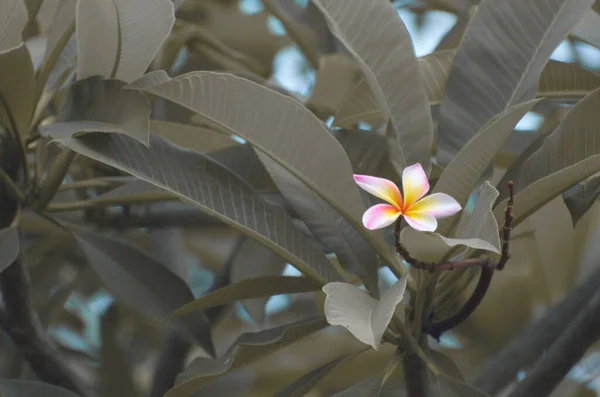 Plumeria Branca Rosa Desbotamento Verde Folha Natureza Fundo — Fotografia de Stock