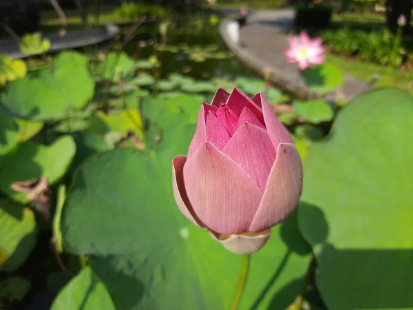 Розовая Лилия Саду Розовый Цветок Лотоса Зелеными Листьями — стоковое фото