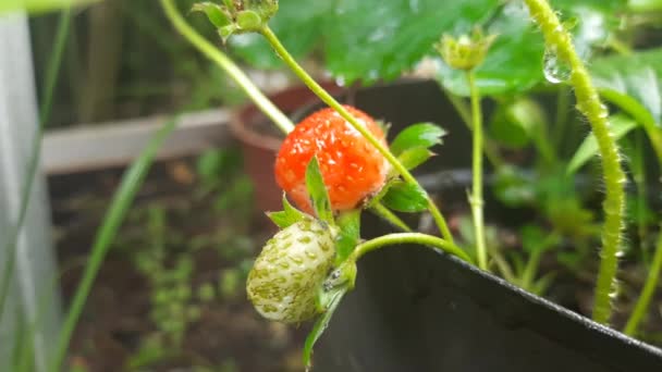 Strawbery Plant Growing Strawbery Closeup Growing Fresh Organic Strawberries Fragaria — Stock Video