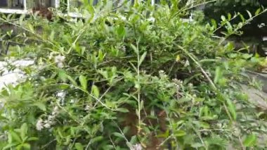 Bahçedeki bitki ağacı. Arka bahçede Yeşil Bahçe. Bahçedeki çiçek