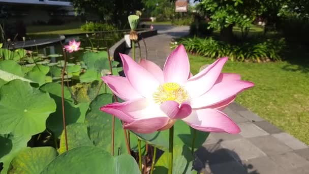 Nénuphar Rose Dans Jardin Fleur Lotus Rose Aux Feuilles Vertes — Video