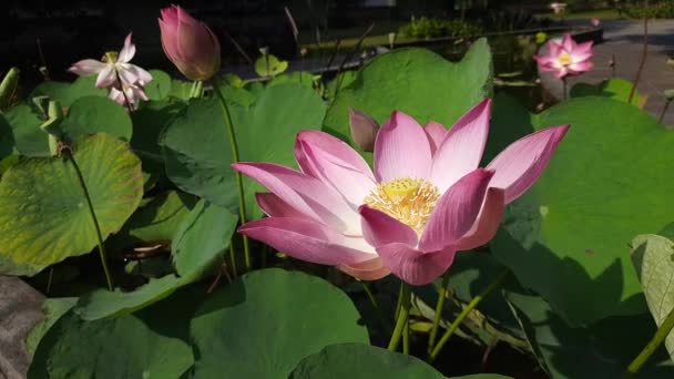 Różowa Lilia Wodna Ogrodzie Różowy Kwiat Lotosu Zielonymi Liśćmi — Wideo stockowe