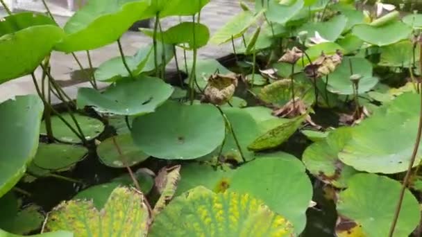 Roze Waterlelie Tuin Roze Lotusbloem Met Groene Bladeren — Stockvideo