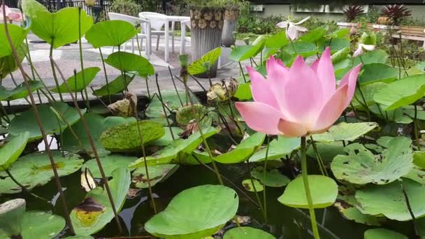 Nénuphar Rose Dans Jardin Fleur Lotus Rose Aux Feuilles Vertes — Video