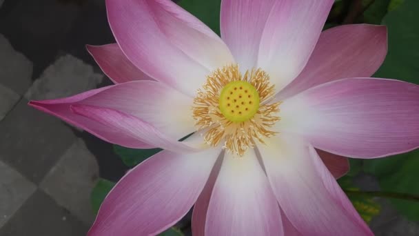 Roze Waterlelie Tuin Roze Lotusbloem Met Groene Bladeren — Stockvideo