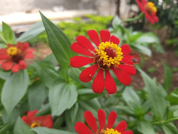Czerwony Cynk Ogrodzie Piękna Zinia Podwórku Piękne Kwiaty Cynku Łóżku — Zdjęcie stockowe